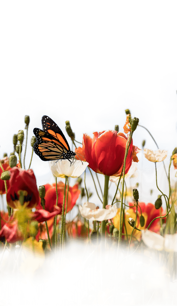 conservation yard wonder