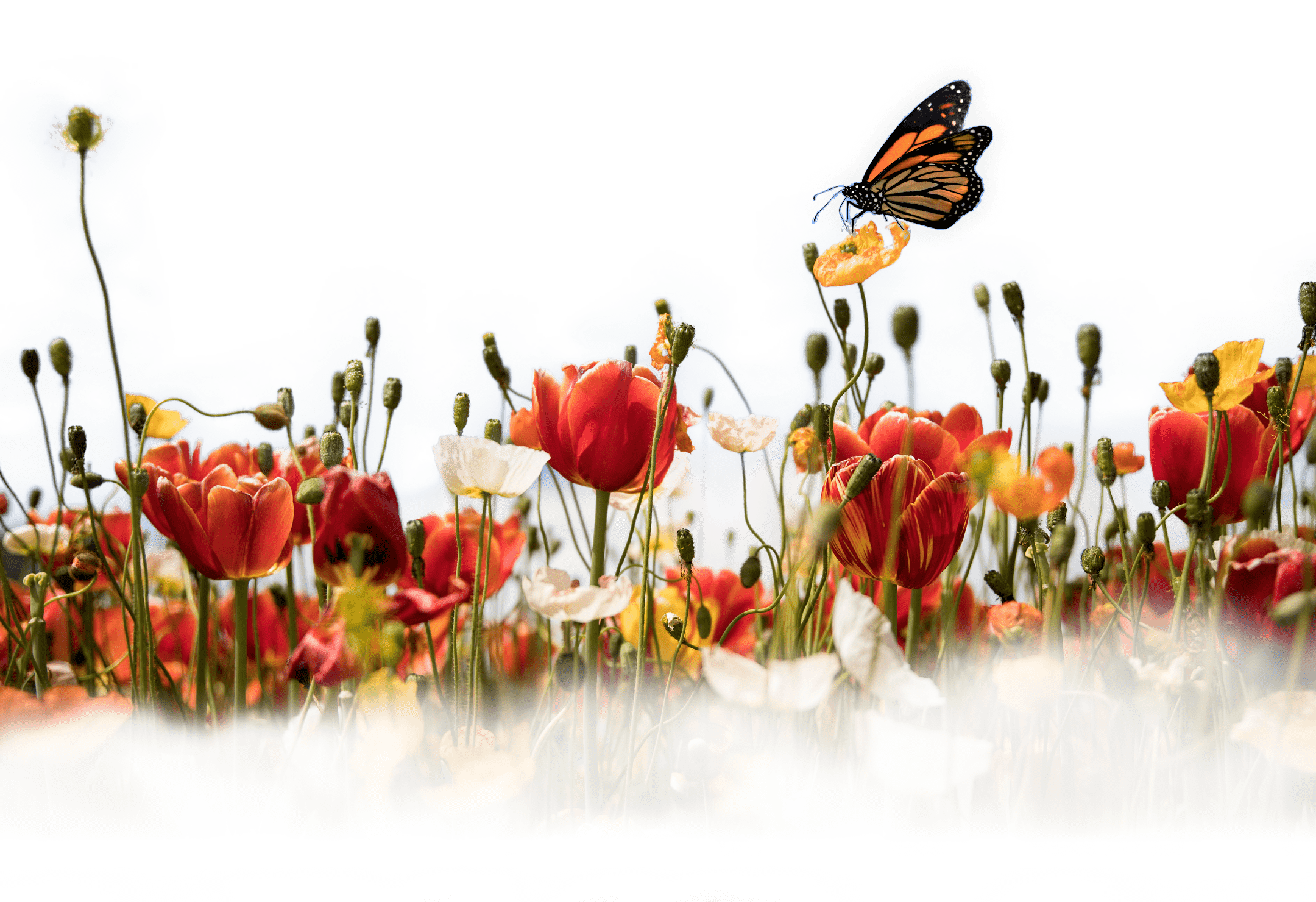 conservation yard wonder