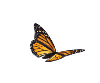 butterfly